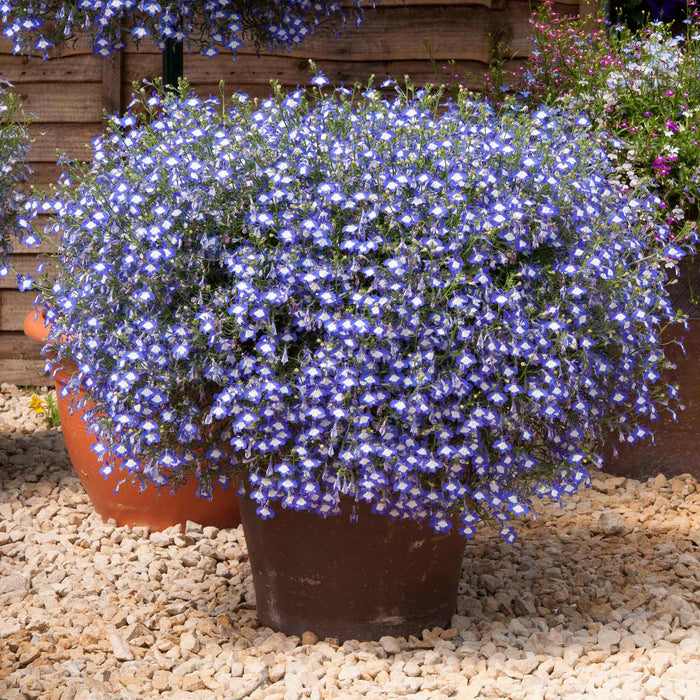 Marshalls Garden Lobelia Waterfall Selection