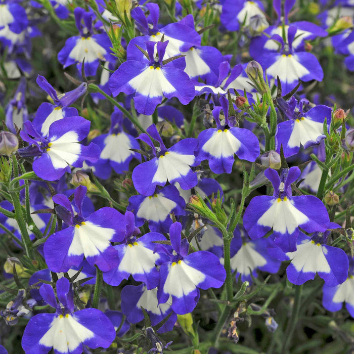 Marshalls Garden Lobelia Waterfall Selection