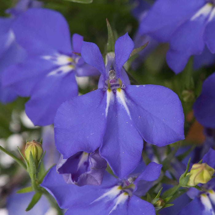Marshalls Garden Lobelia Waterfall Selection