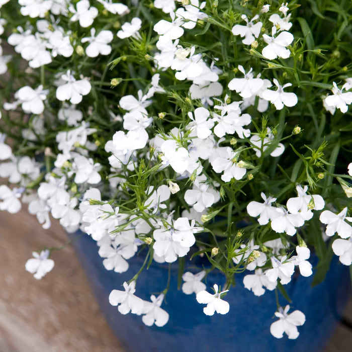 Marshalls Garden Lobelia Waterfall Selection