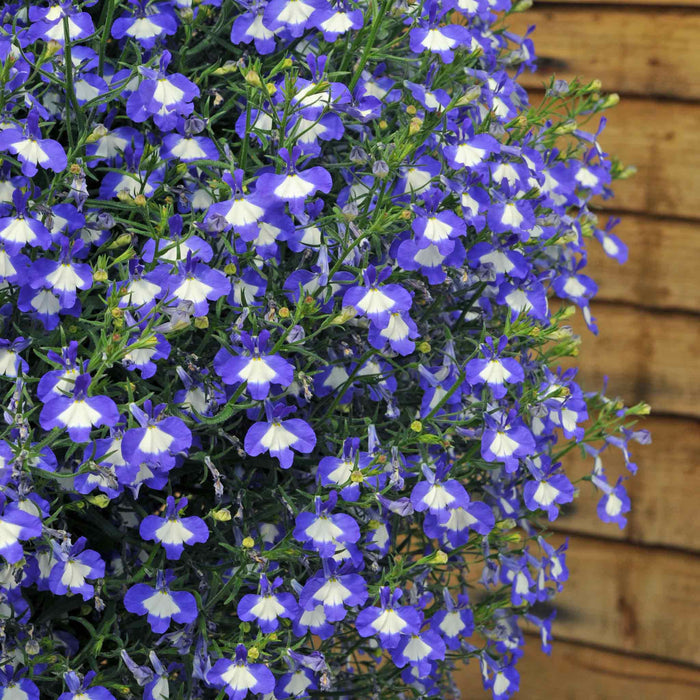 Marshalls Garden Lobelia Waterfall Selection