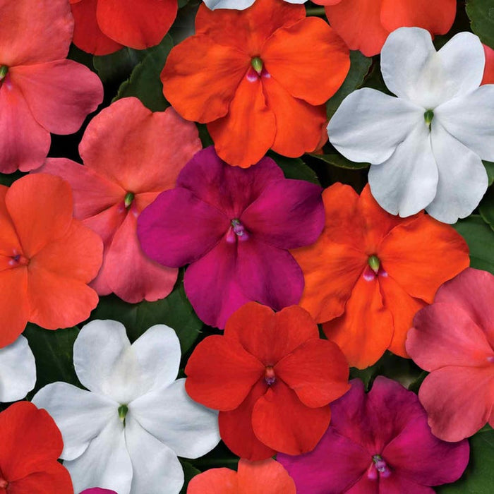 Marshalls 'Summer Bedding' Selection