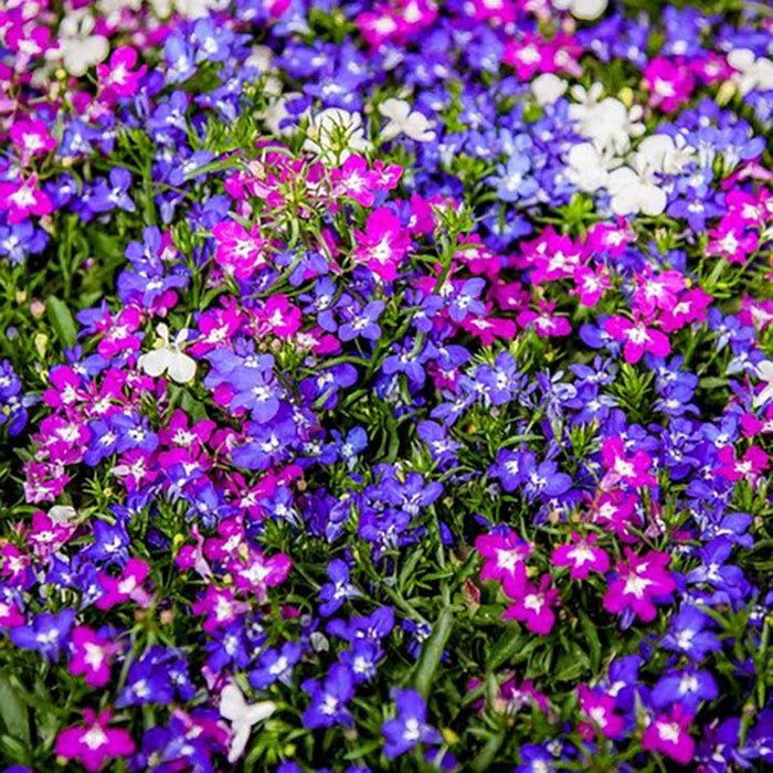 Marshalls 'Summer Bedding' Selection