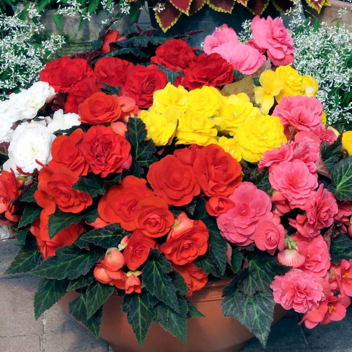 Marshalls 'Summer Bedding' Selection