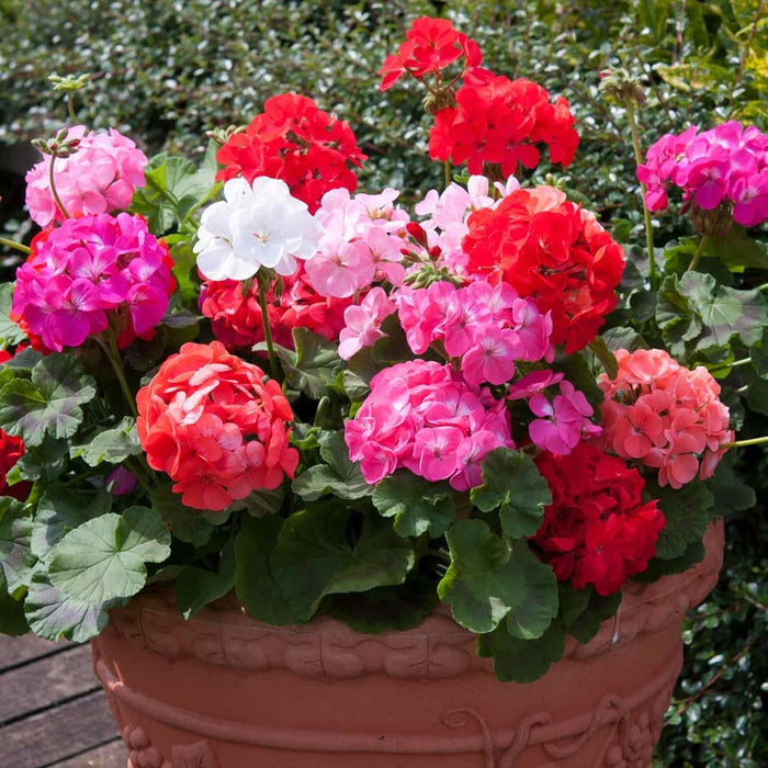 Marshalls 'Summer Bedding' Selection