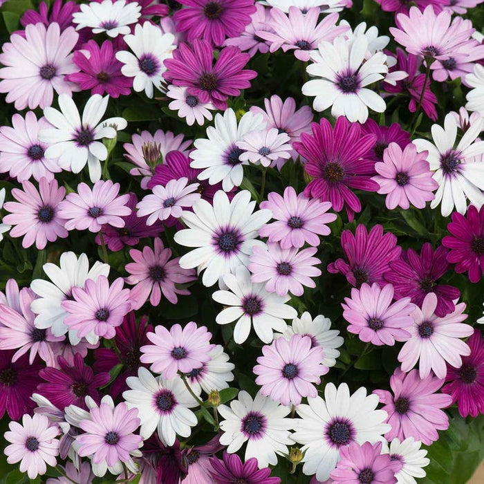 Marshalls 'Summer Bedding' Selection