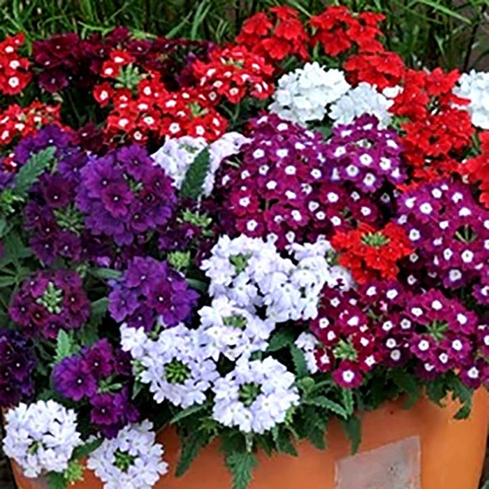 Marshalls 'Summer Bedding' Selection