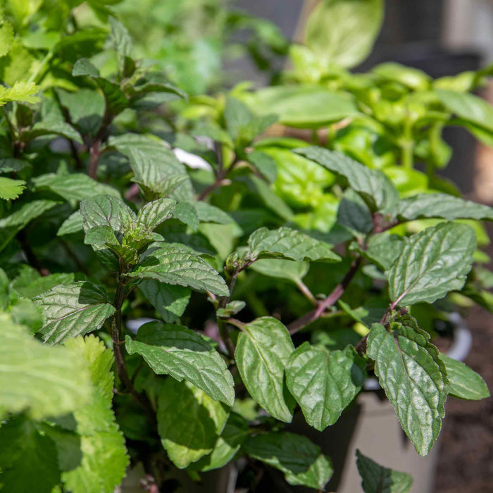 Mint 'Peppermint'