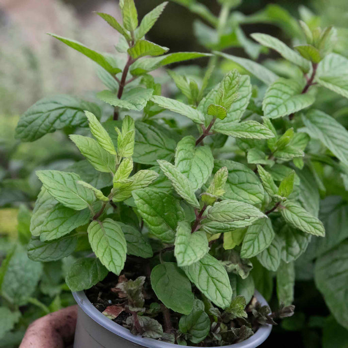 Mint 'Peppermint'