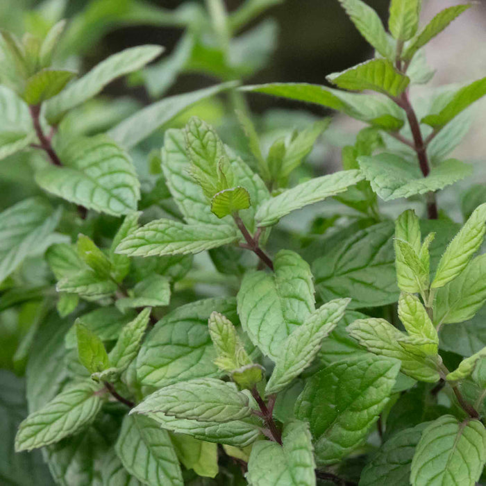 Mint 'Peppermint'