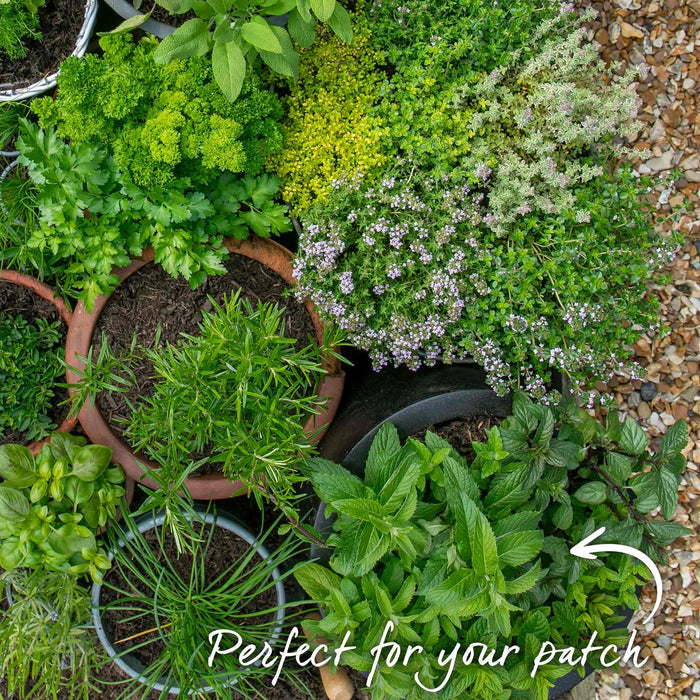 Mint 'Peppermint'