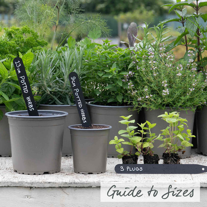 Mint 'Peppermint'