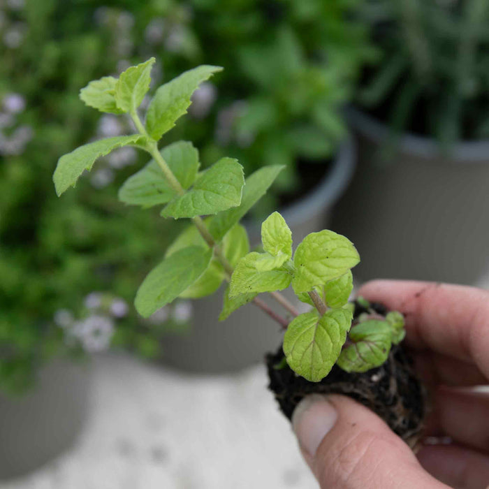 Mint 'Peppermint'