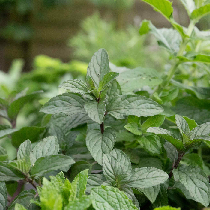 Mint 'Peppermint'