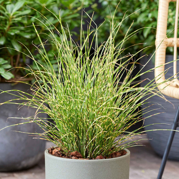 Miscanthus 'Little Tiger'