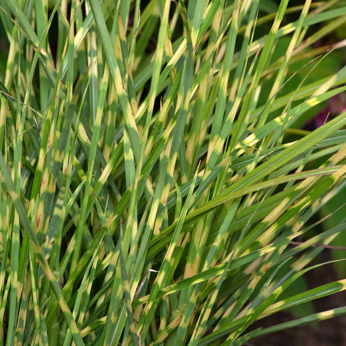Miscanthus 'Little Tiger'