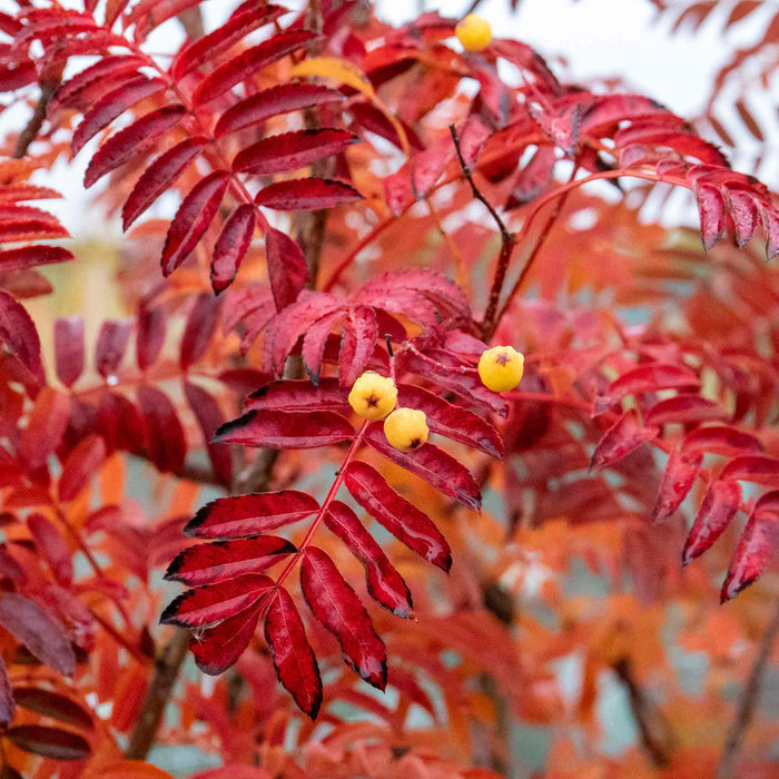 Mountain Ash 'Joseph Rock'