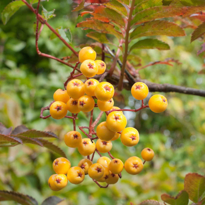 Mountain Ash 'Joseph Rock'