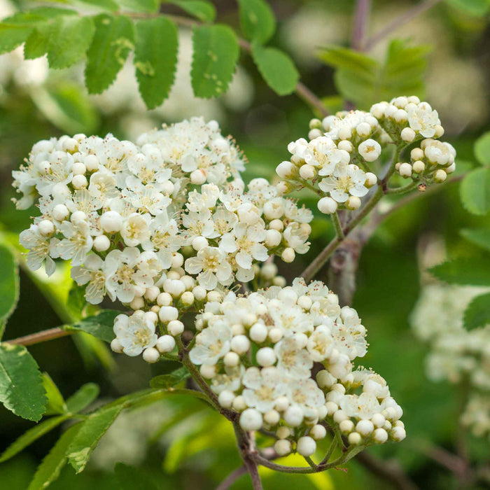 Mountain Ash 'Joseph Rock'