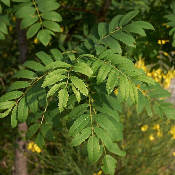 Mountain Ash 'Joseph Rock'