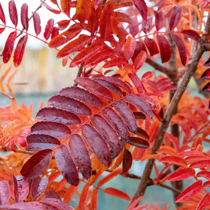 Mountain Ash 'Joseph Rock'