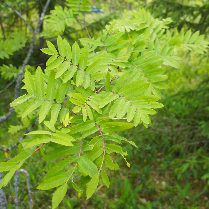 Mountain Ash 'Joseph Rock'