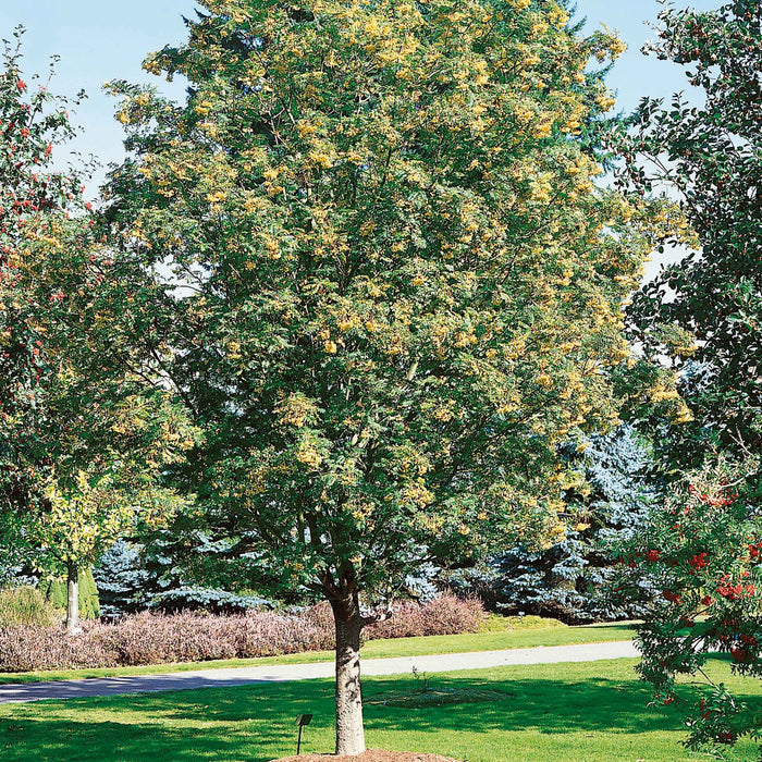Mountain Ash 'Joseph Rock'