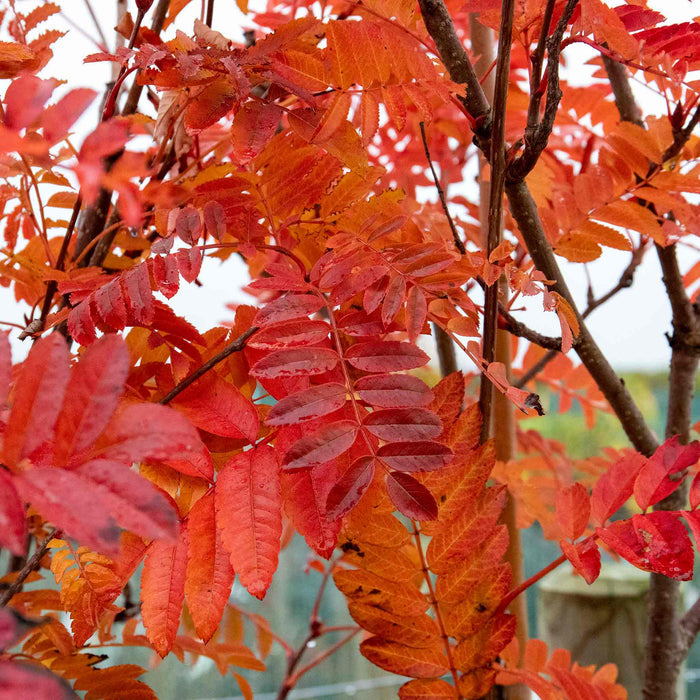 Mountain Ash 'Joseph Rock'