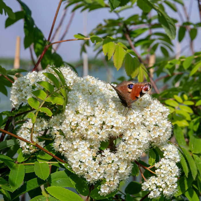 Mountain Ash Sorbus 'Apricot Queen'
