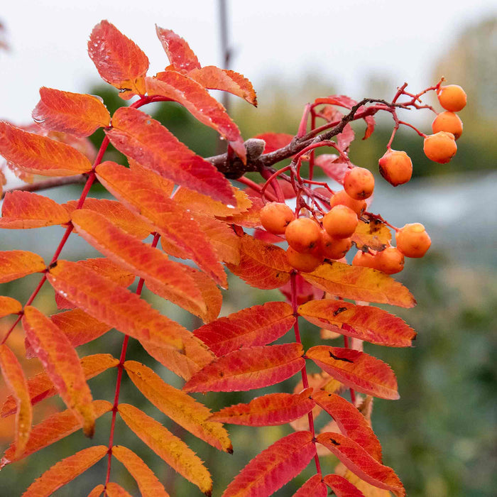 Mountain Ash Sorbus 'Apricot Queen'