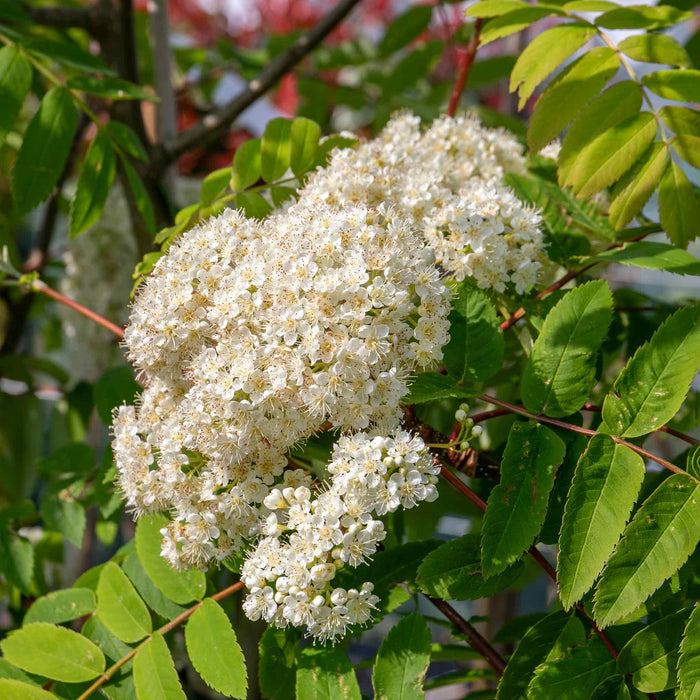 Mountain Ash Sorbus 'Apricot Queen'