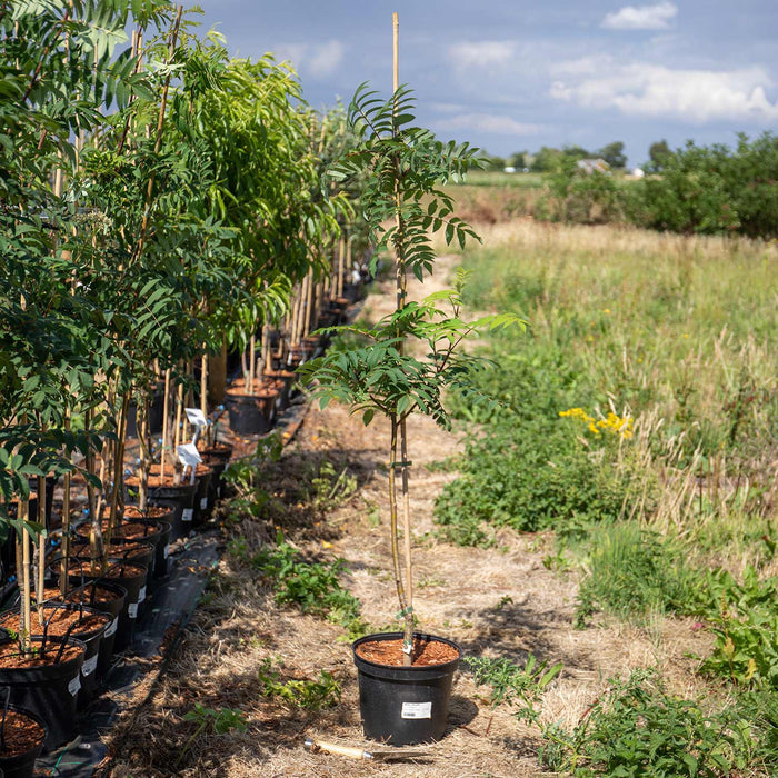 Mountain Ash Sorbus 'Apricot Queen'