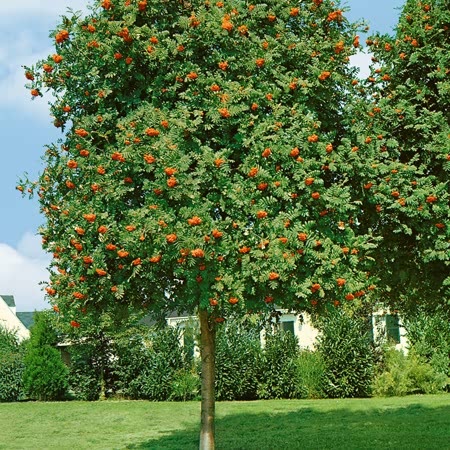 Mountain Ash Sorbus 'Apricot Queen'