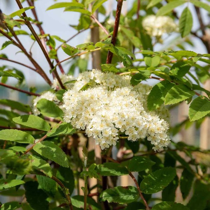 Mountain Ash Sorbus 'Apricot Queen'