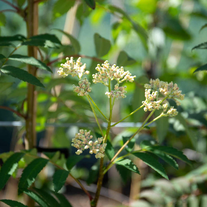Mountain Ash Sorbus 'Apricot Queen'