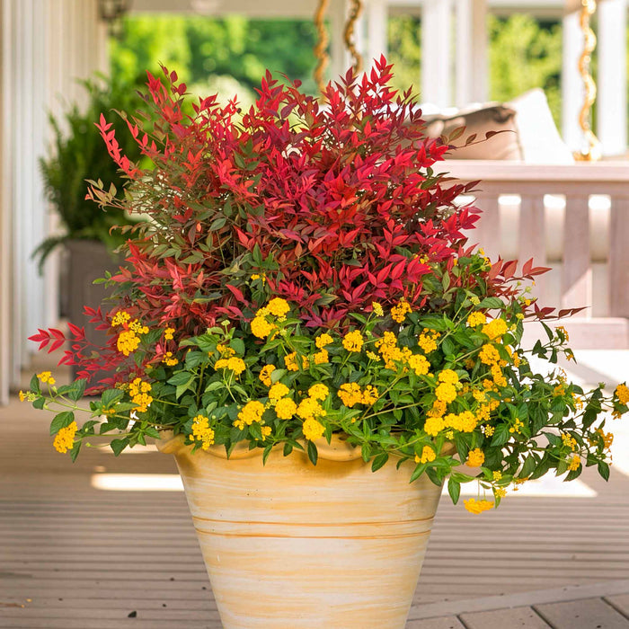 Nandina Dom 'Obsessed'