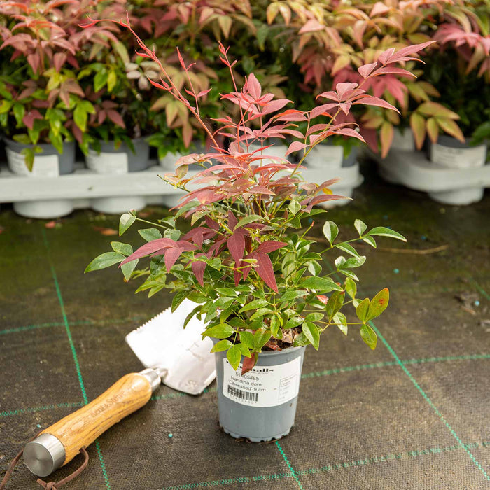 Nandina Dom 'Obsessed'