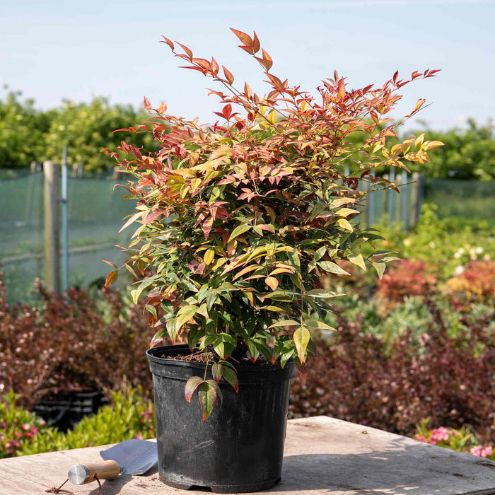 Nandina Dom 'Obsessed'