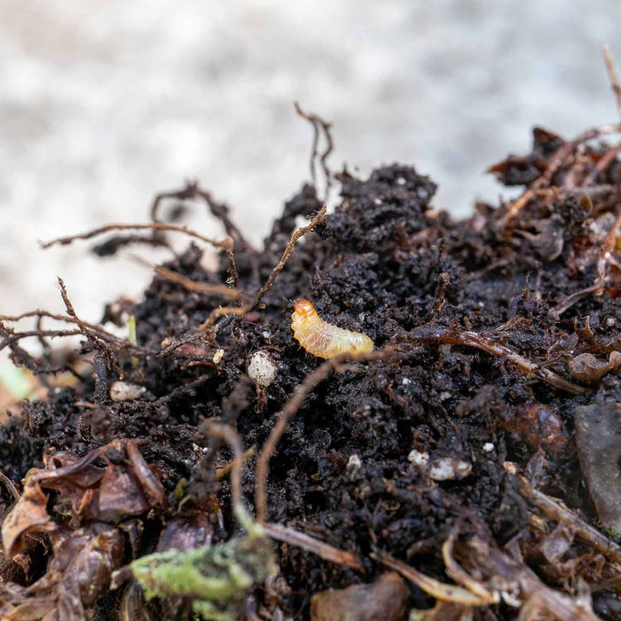 Nemasys Vine Weevil Control