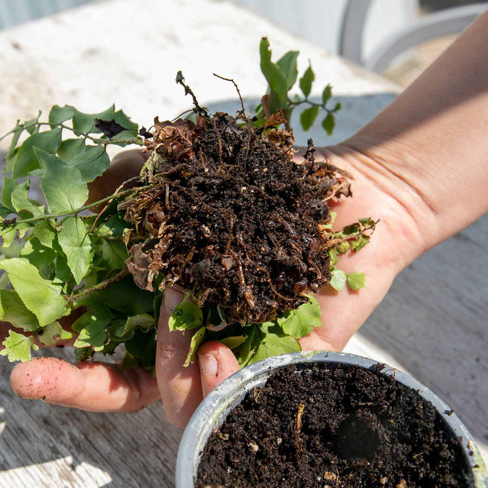 Nemasys Vine Weevil Control