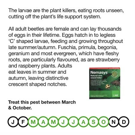 Nemasys Vine Weevil Control