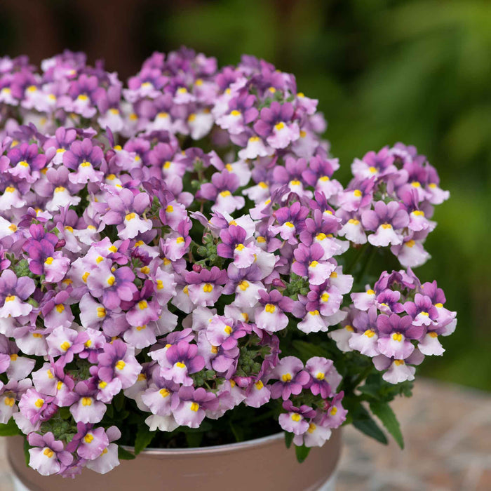Nemesia 'Nuvo Pink Bicolour'
