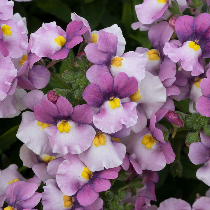 Nemesia 'Nuvo Pink Bicolour'