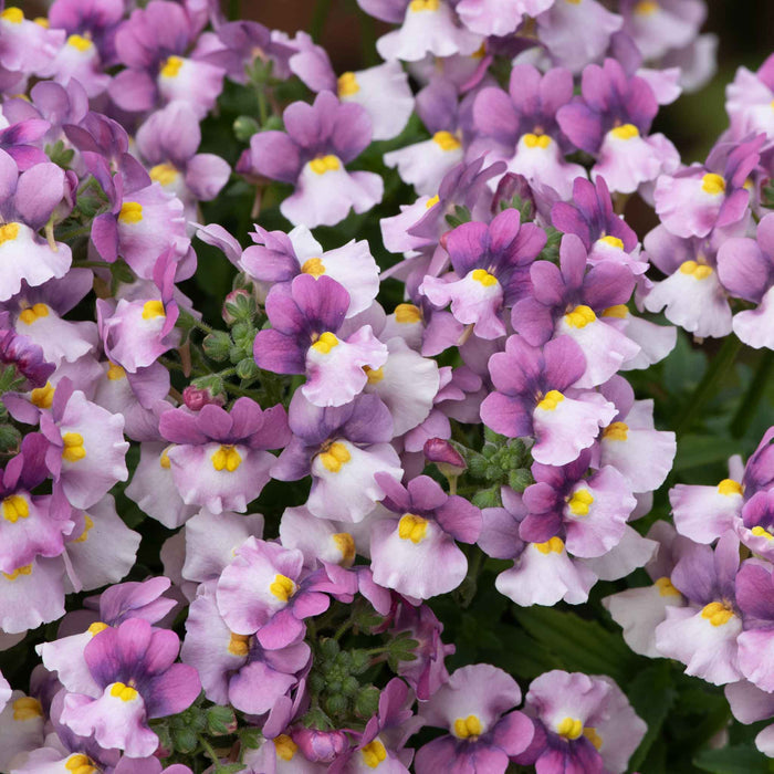 Nemesia 'Nuvo Pink Bicolour'