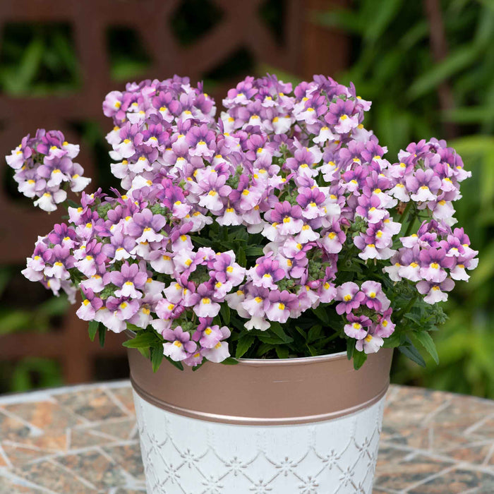 Nemesia 'Nuvo Pink Bicolour'