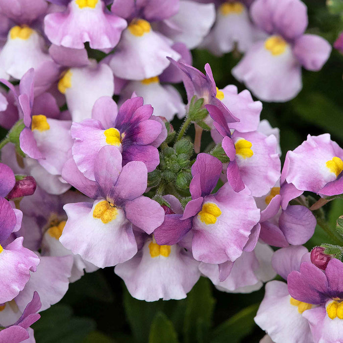 Nemesia 'Nuvo Pink Bicolour'