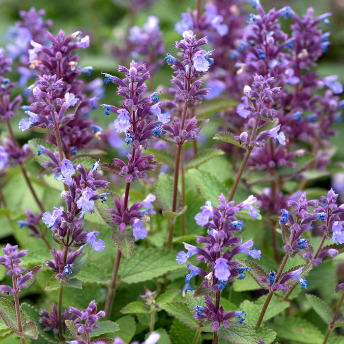 Nepeta 'Whispurr Blue'