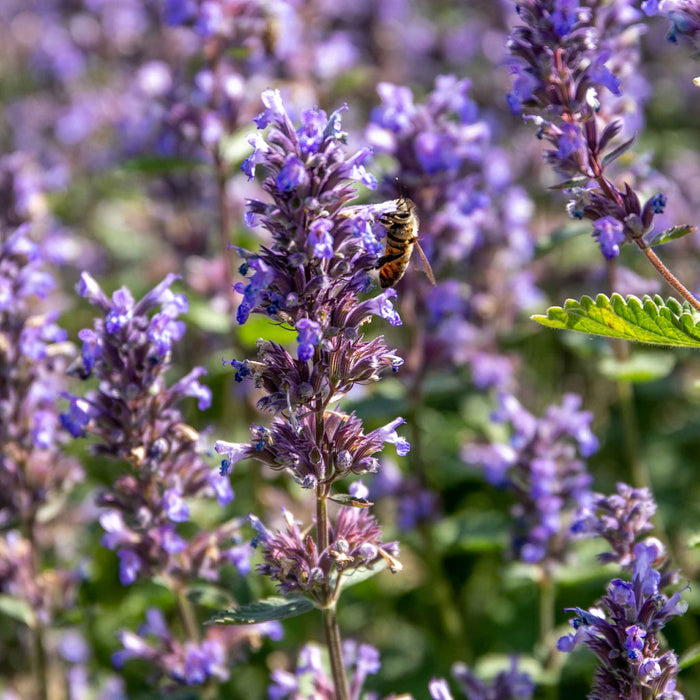 Nepeta 'Whispurr Blue'