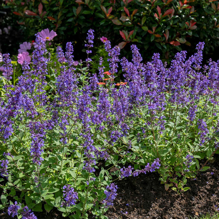 Nepeta 'Whispurr Blue'