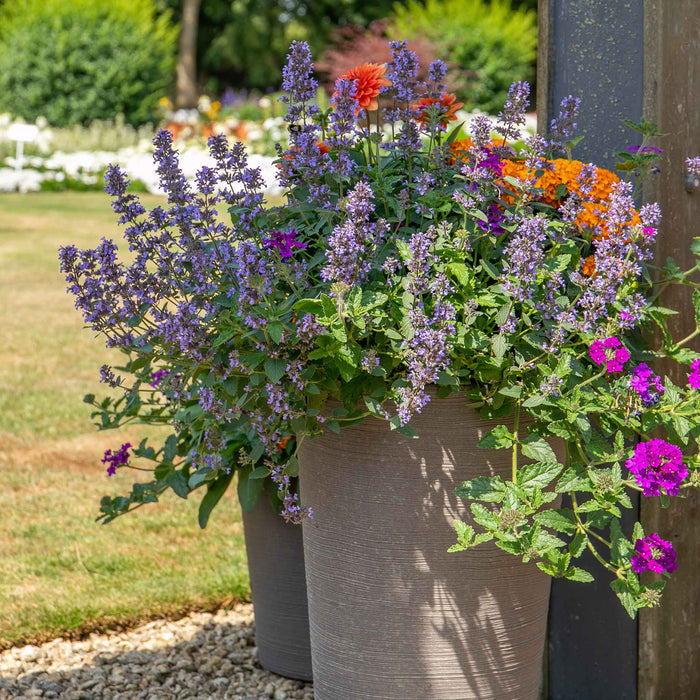 Nepeta 'Whispurr Blue'